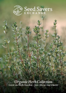 A thyme plant in the SSE Organic Herbs seed collection.