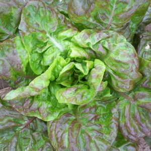 Loose-leaf green and brown 'Goose' lettuce
