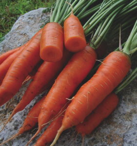 A pile of orange 'Red Cored Chantenay' carrots on a rock