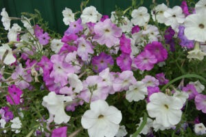 Many pink, purple, and white 'Old Fashioned Vining' petunia flowers