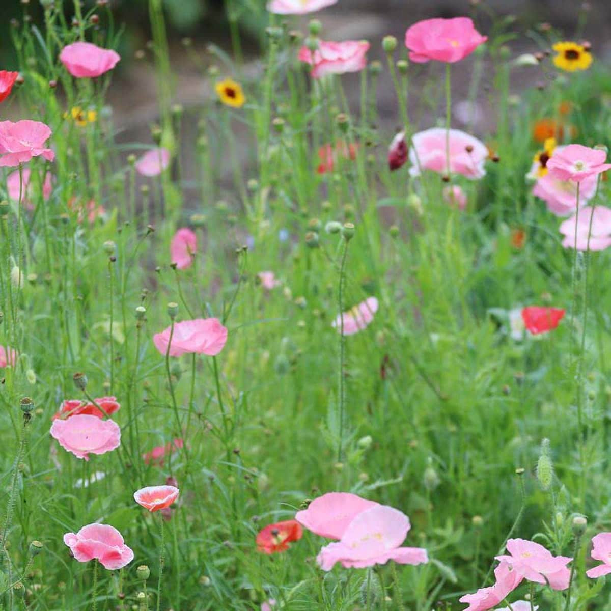 A field of flowers pink and red flowers