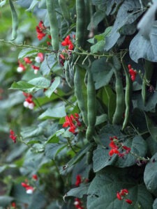 Several long green runner beans hanging from a vine surrounded by tiny red flowers and lush green foliage
