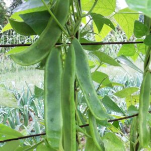 Long, green lima beans growing in a cluster on a wire trellis.