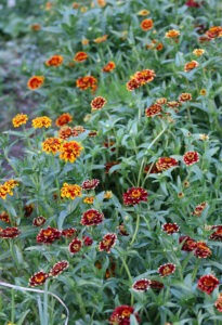 Many zinnia plants with small, bright, multi-colored flowers