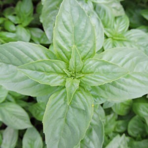 The top of a light-green 'Agostino Reghitto' basil plant