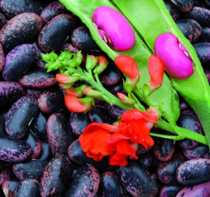Many red and black speckled 'Scarlet' runner beans with a stem of bright red flowers and an immature green bean pod opened to expose its hot pink beans.