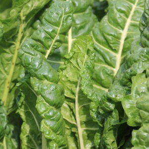 Large, upright 'Chismahoo' Swiss chard leaves