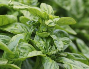 Fresh green basil plants