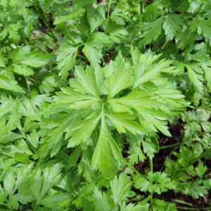 Green parsley foliage growing in soil