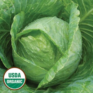 A close up of a green cabbage head with water droplets on it. A "USDA Organic" logo is overlayed in the bottom left corner.