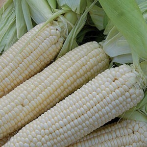 Four ears of pale yellow 'Stowell's Evergreen' corn with green husks peeled back