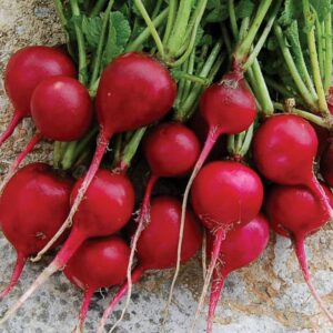 A group of bright red, round 'Early Scarlet Globe' radishes with their green stems attached