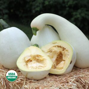 Several white pumpkin squash sit on a bale of straw. Two of the squash are round in shape, one is goose-necked, and one is halved. A green and white "USDA ORGANIC" logo in the lower left corner.