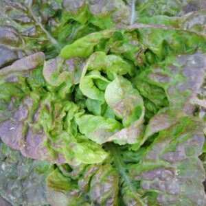 A head of loose leaf green and purple lettuce