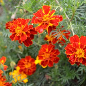 Small red and yellow marigold flowers growing with green foliage