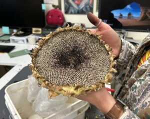 Hands holding up a very large, dried, sunflower head full of seeds
