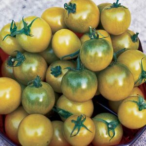 A pile of small, round, yellow and green 'Green Grape' tomatoes in a bowl