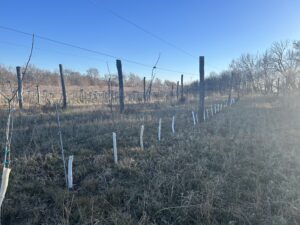 Very young trees supported by trellises, with white vinyl tree wraps around their trunks