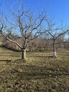 Two trees next to each other in the fall. The tree on the left is slightly larger and has a subtle layer of wire mesh wrapped around its trunk. The tree on the right has white Tyvek wrapped around its trunk.