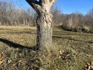 A tree trunk with a layer of wire mesh wrapped around the base.