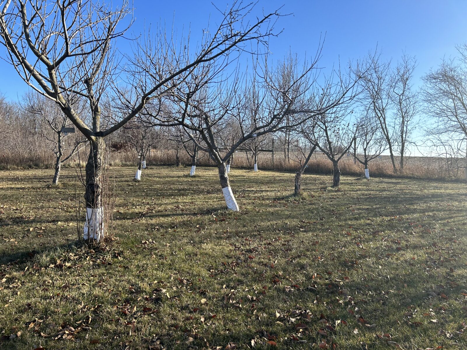 Many trees with no foliage and tree guards around their trunks, in an open space of grass and blue sky