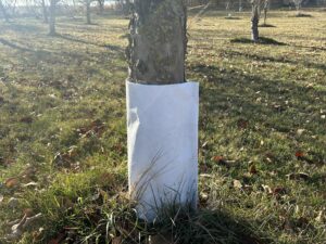The trunk of an apple tree wrapped in a white plastic tree guard for winter