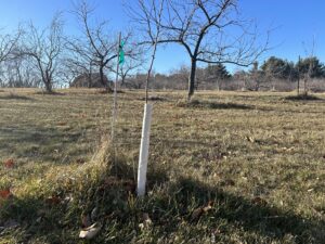 A small tree in a grassy area with a white spiral vinyl tube wrapped around its trunk. Larger trees are in the background.