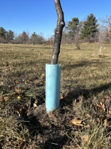 A small tree trunk with a blue plastic tube wrapped around its base.