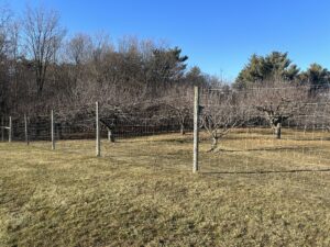 A tall fence made of wood posts and wire fencing in front of an orchard in early winter.