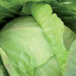 A close up of a head of green leaves