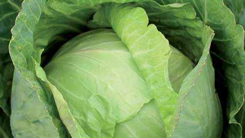A close up of a head of green leaves