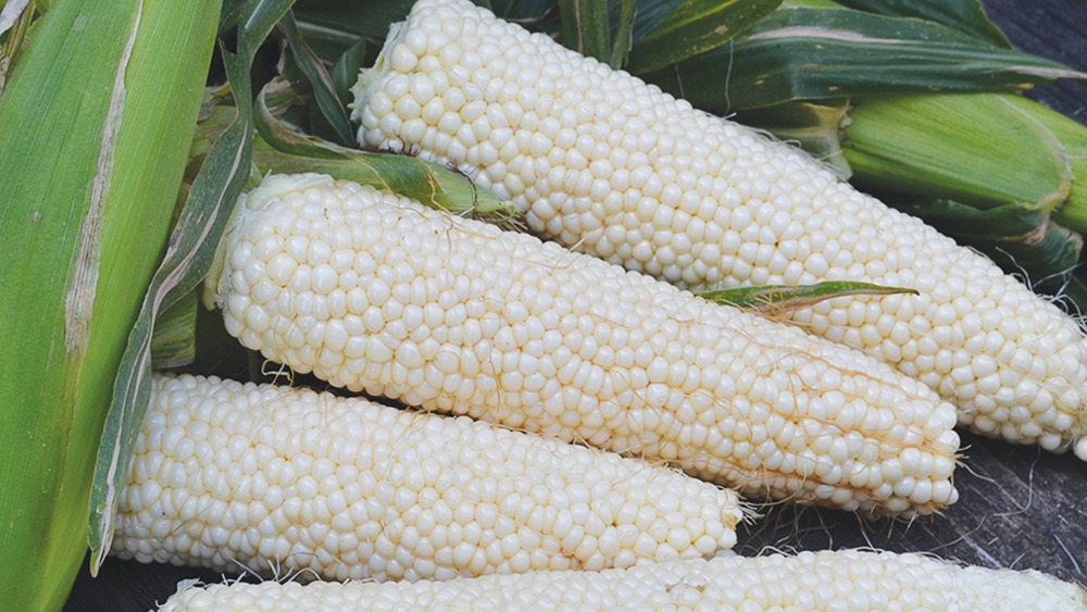 Four white ears of corn, with the husks off, on the ground with green husks