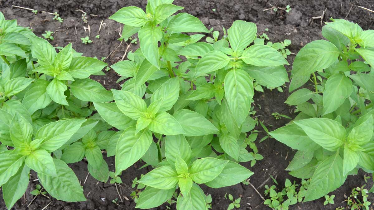 green leafy plants in soil