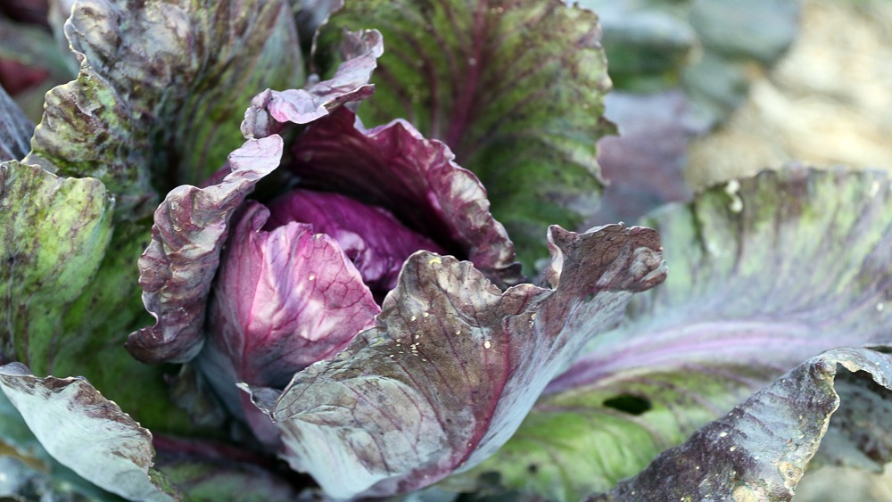 close up of a purple and green head of cabbage