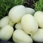 A pile of small, oval white fruits with small green stems