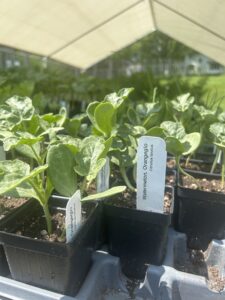 A tray of watermelon seedlings in 3 inch plastic pots, under a tent
