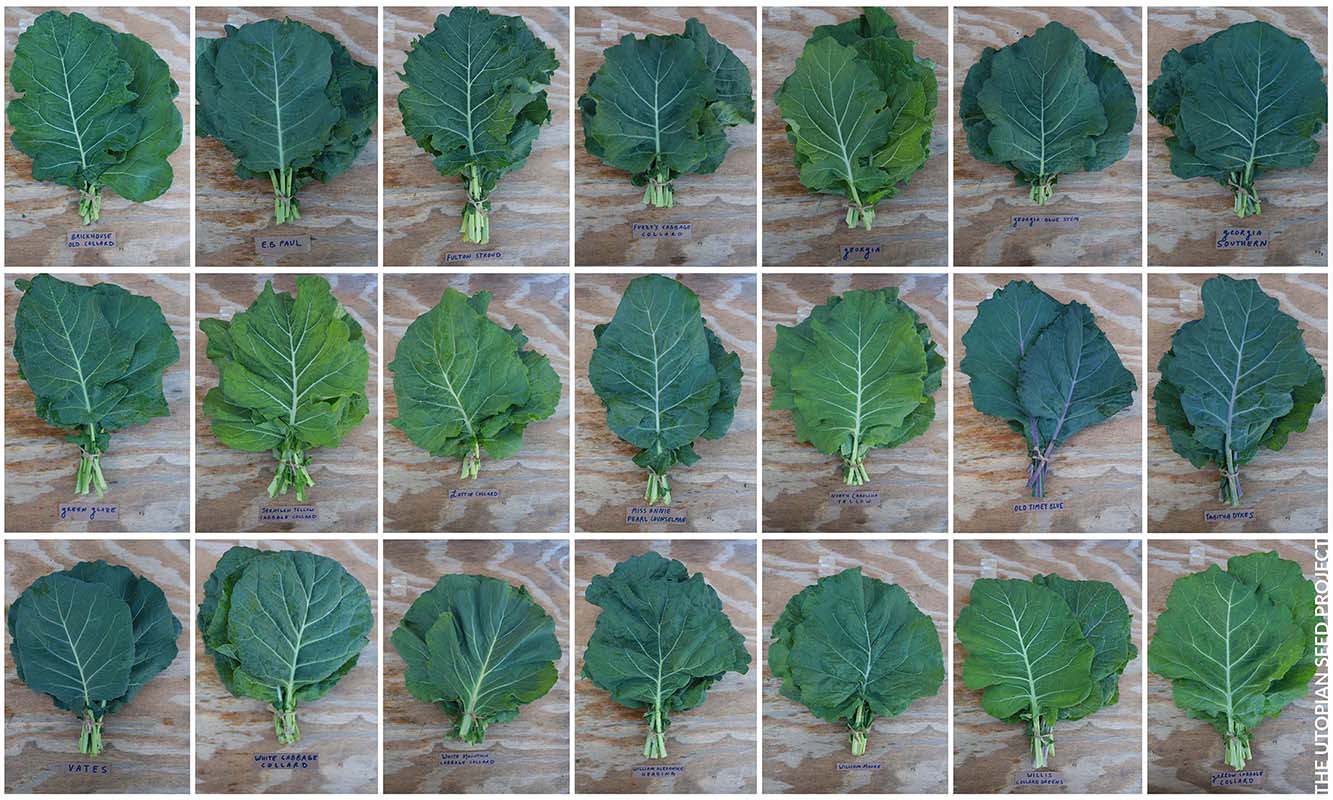 21 different varieties of heirloom collards laid out in a grid.