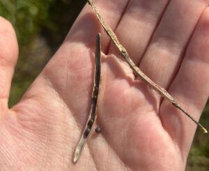 A collard seed pod split open in an outstretched palm, revealing small round collard seeds inside