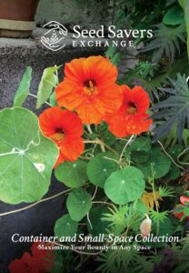 Three bright orange 'Empress of India' nasturtium fllowers, surrounded by flat, round, green leaves