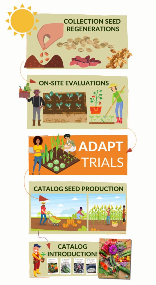 Cartoon graphic of the ADAPT program process. Collection seed regeneration, on-site evaluations, ADAPT trails, catalog seed production, and catalog introduction.