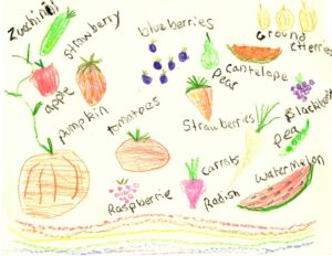 A children's colored pencil drawing of many crop types with labels including zucchini, strawberry, apple, pumpkin, blueberries, tomatoes, raspberries, carrots, radish, watermelon, pea, blackberries, canteloupe, pear, and ground cherries.