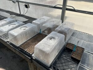 Many large plastic trays with humidity domes on top of them in a greenhouse