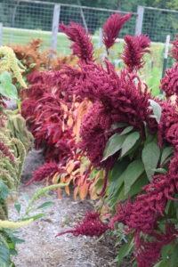Many amaranth plants of all different colors growing in a garden