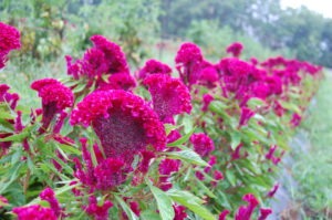 A row of 'Amish Cockscomb' celosia plants with bright pink flowers