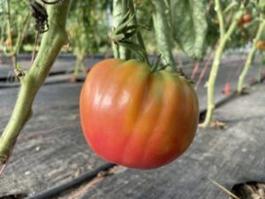 A large red 'Anna Meyer' tomato hangs from a low tomato vine