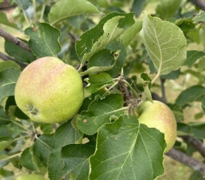 Two green/red apples hanging from a bough of an apple tree