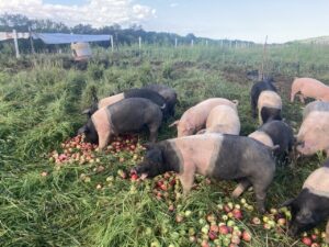 A group of pink and black pigs eat a pile of apples in a grassy field