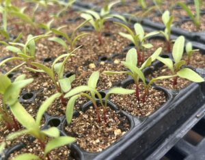A greenhouse tray full of cells with beet seedlings