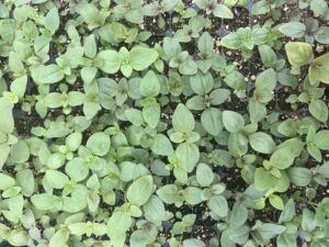 Many young snapdragon seedlings crowded closely together