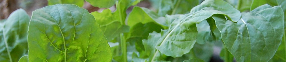 Arugula leaves